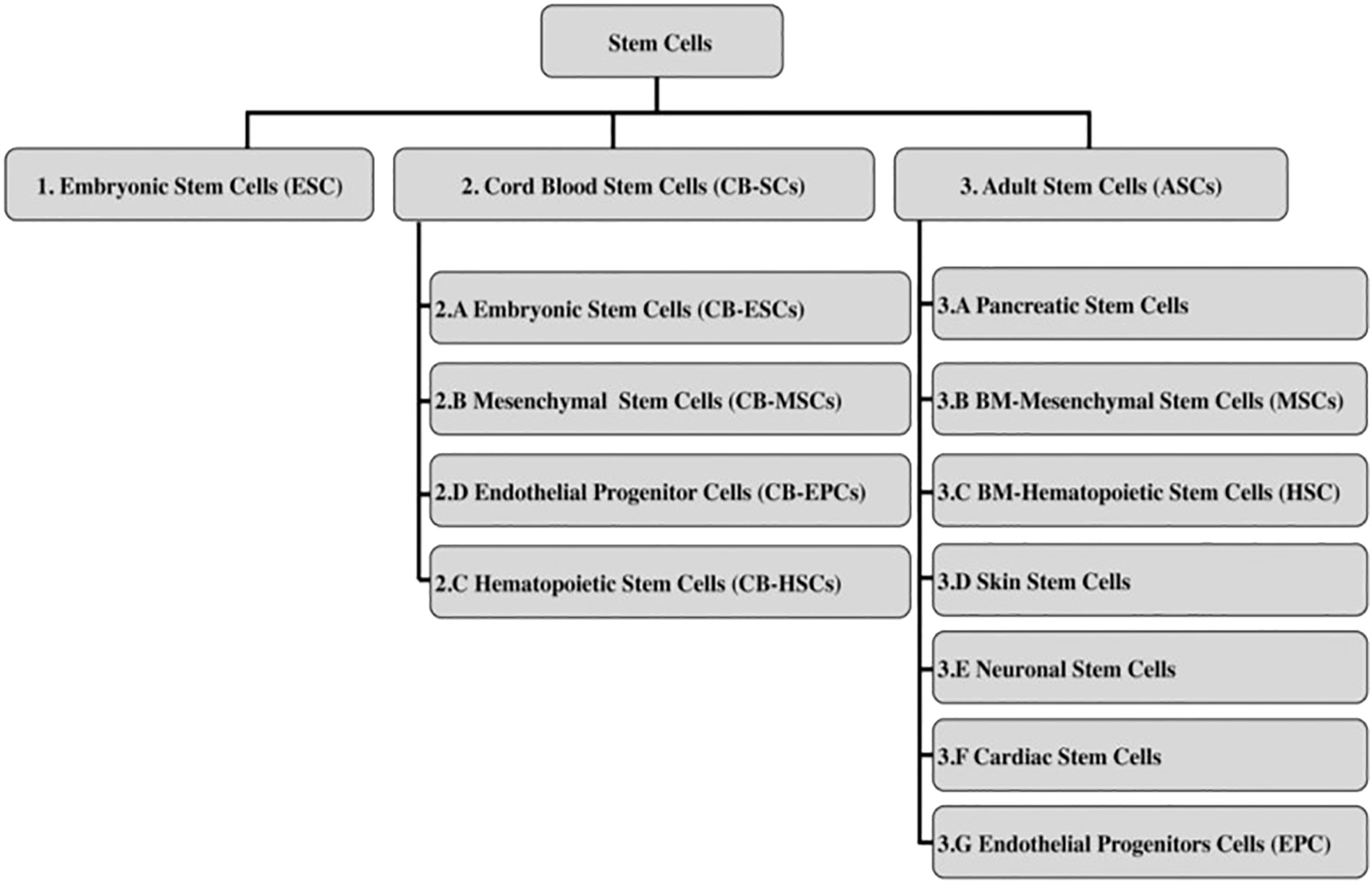圖2:干細胞分類 圖2:干細胞分類