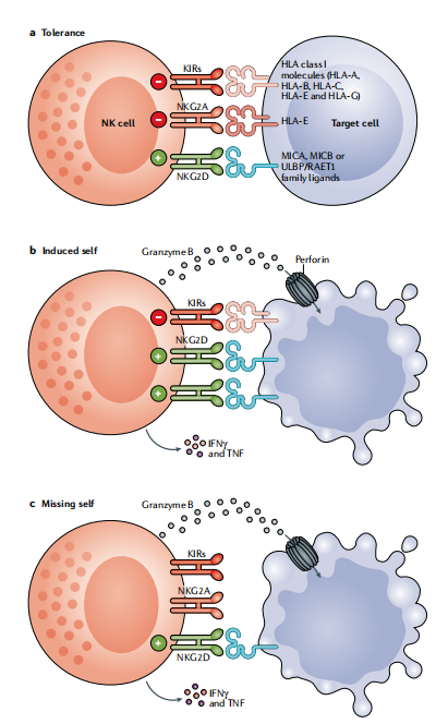 圖?8?NK細胞通過平衡信號對病毒性感染和轉(zhuǎn)化細胞作出反應(yīng)。