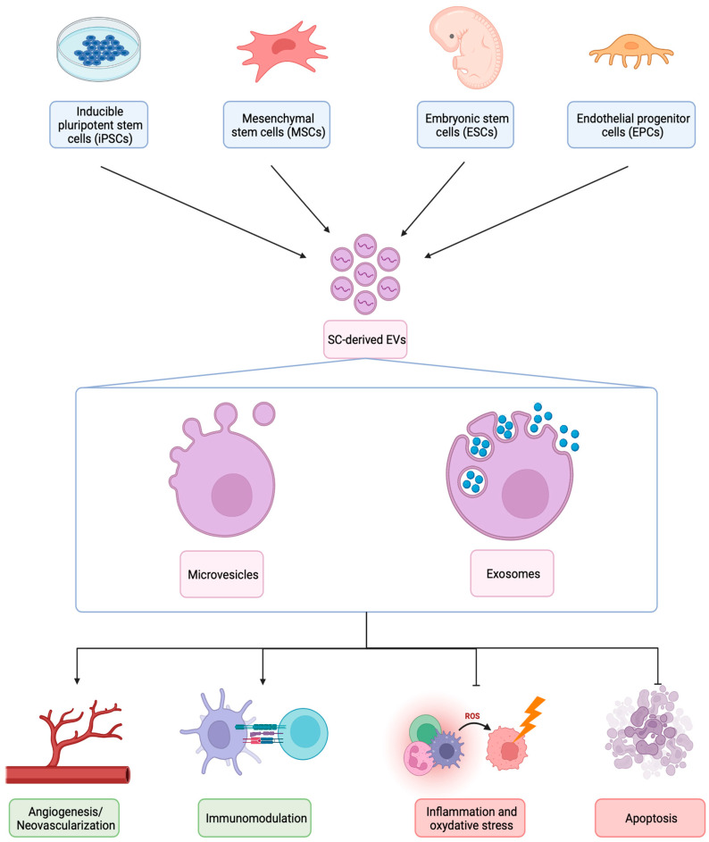 圖1：不同類型SC衍生EV的生物發(fā)生、結(jié)構(gòu)和治療機(jī)制