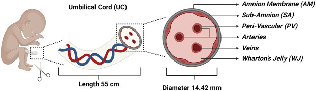 圖1：代表四個主要隔間的臍帶 (UC) 的示意圖：