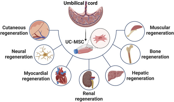 臍帶間充質(zhì)干細胞在治療皮膚、神經(jīng)、心肌、腎臟、肝臟、骨骼和肌肉功能障礙等多種疾病中的應(yīng)用