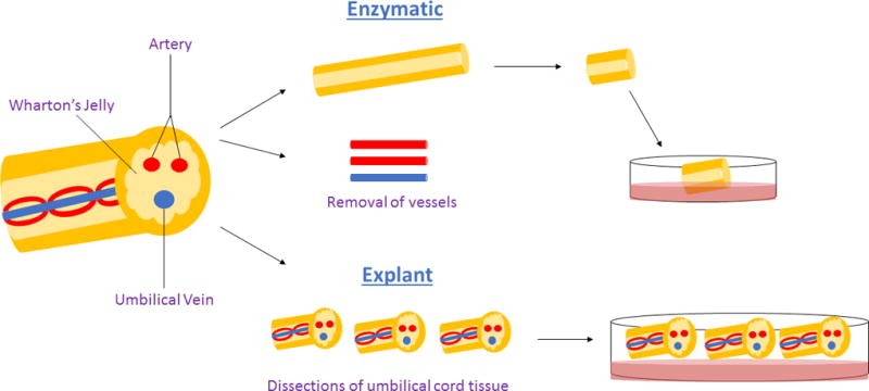 圖1：用于獲得沃頓膠衍生間充質(zhì)干細(xì)胞的酶促與外植體方法。