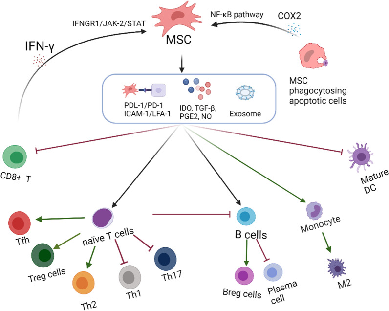 間充質(zhì)干細(xì)胞的免疫抑制機(jī)制 間充質(zhì)干細(xì)胞的免疫抑制機(jī)制