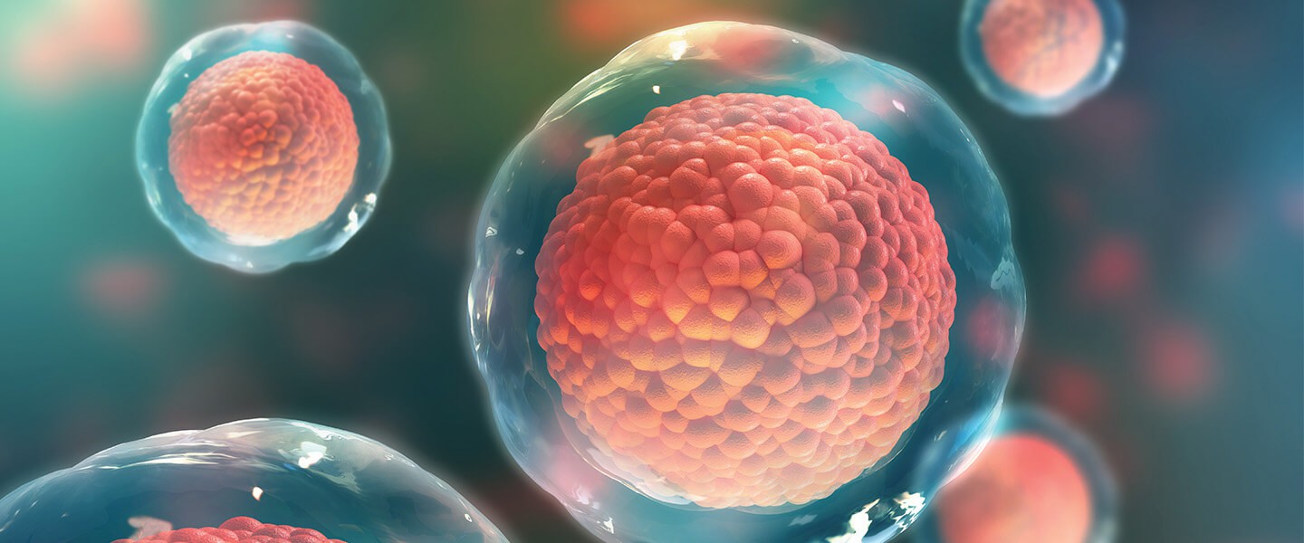 干細(xì)胞：它們是什么以及它們的作用？