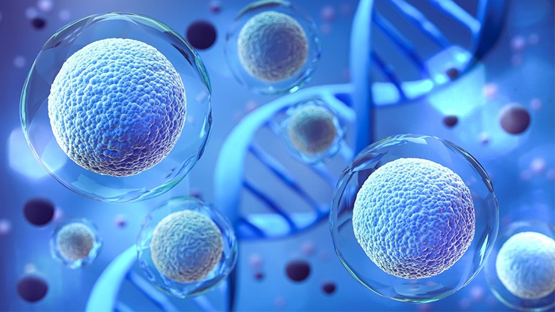 干細(xì)胞如何用于生物醫(yī)學(xué)研究和治療？