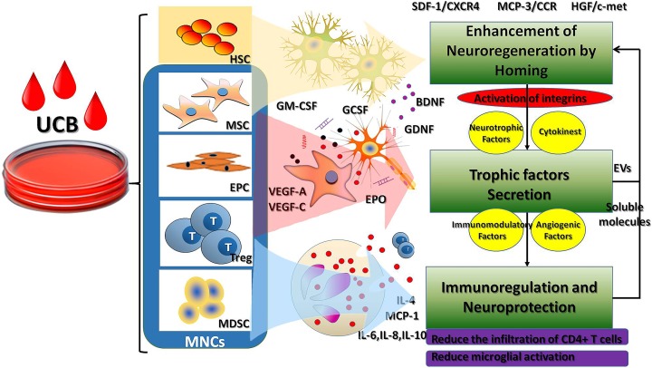 臍帶血主要細(xì)胞成分對(duì)腦性癱瘓的治療作用及相關(guān)機(jī)制? 臍帶血主要細(xì)胞成分對(duì)腦性癱瘓的治療作用及相關(guān)機(jī)制?