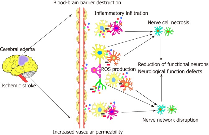 圖1：腦缺血性中風(fēng)的病理過程。
