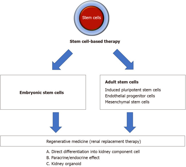 圖1：間充質(zhì)干細(xì)胞治療腎病疾病的概述。