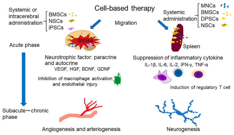 干細(xì)胞療法治療中風(fēng)的機(jī)制概述 圖1:干細(xì)胞療法治療中風(fēng)的機(jī)制概述。