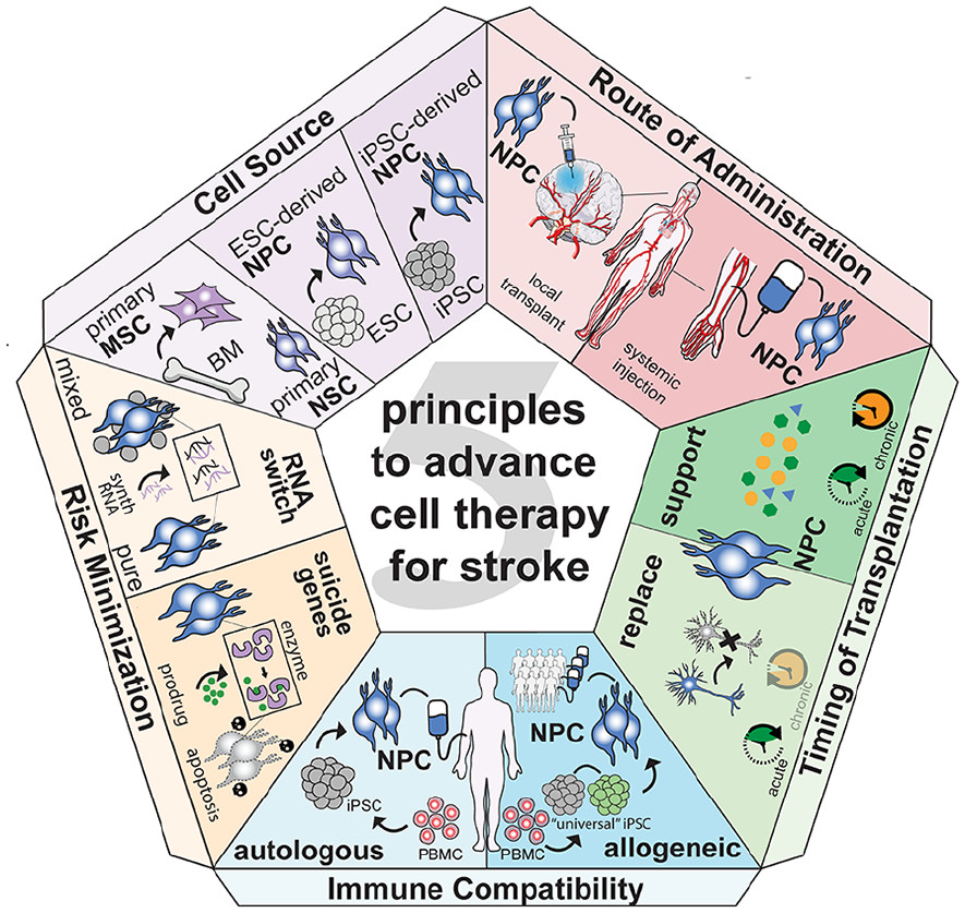 圖1：推進(jìn)中風(fēng)細(xì)胞治療的五項(xiàng)原則。