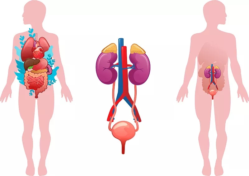 干細胞療法治療泌尿系統(tǒng)疾病 干細胞療法治療泌尿系統(tǒng)疾病
