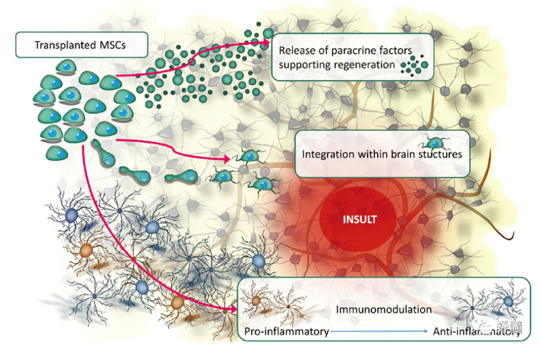 02間充質(zhì)干細(xì)胞的作用機(jī)制 02間充質(zhì)干細(xì)胞的作用機(jī)制