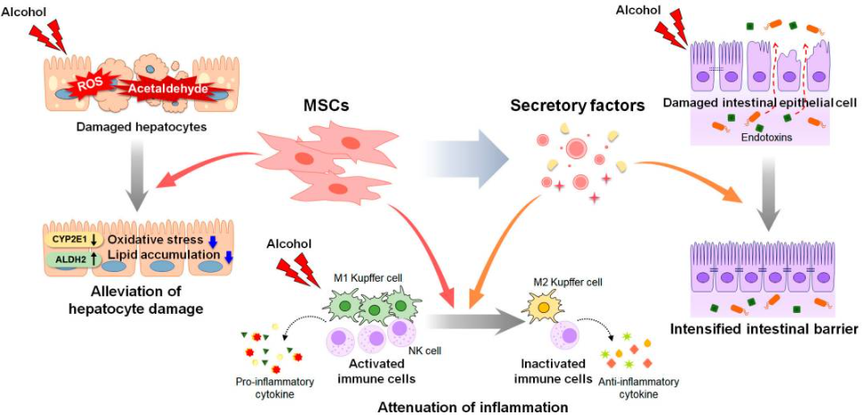 間充質(zhì)干細(xì)胞和間充質(zhì)干細(xì)胞衍生因子對(duì)酒精性肝病進(jìn)展的影響（圖2）。