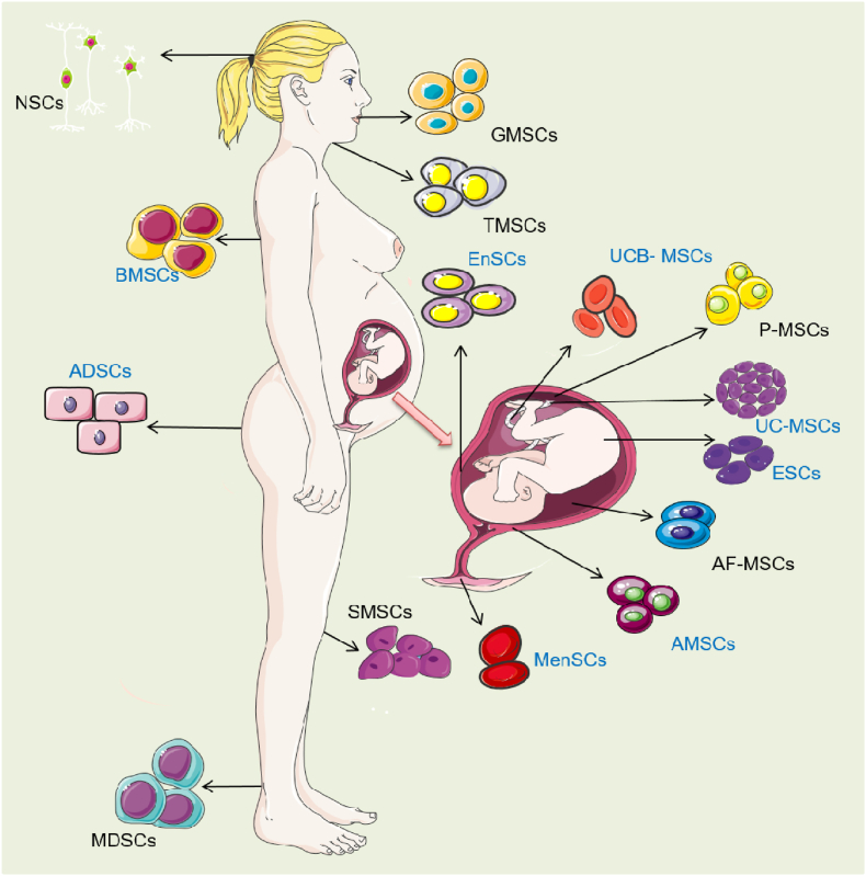 可治療子宮內(nèi)膜損傷的干細(xì)胞類型