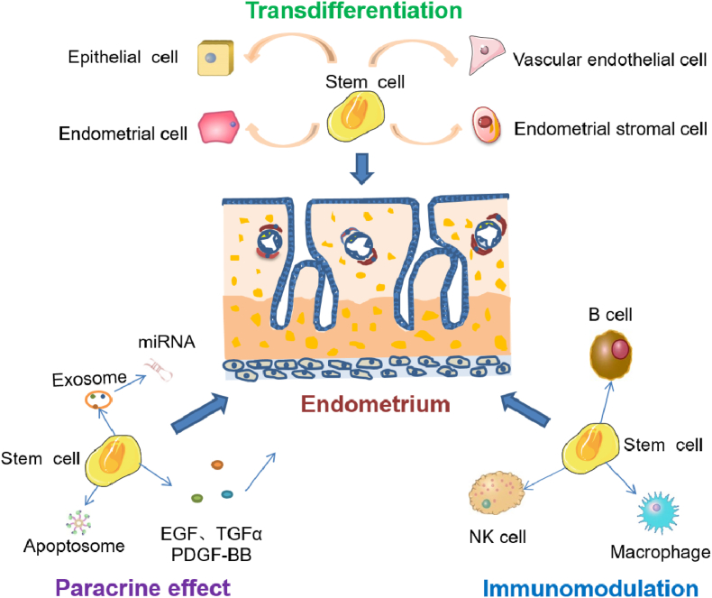 圖3：干細(xì)胞修復(fù)子宮內(nèi)膜損傷的機(jī)制