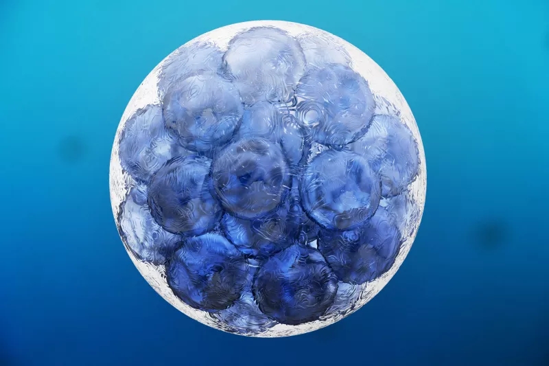 什么是組織干細胞？