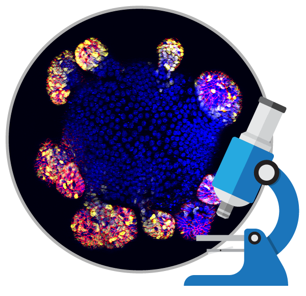 消除所謂的干細胞療法是真的包治百病的神話！