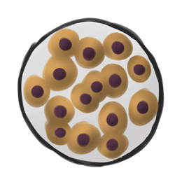 3.分裂繼續(xù)。