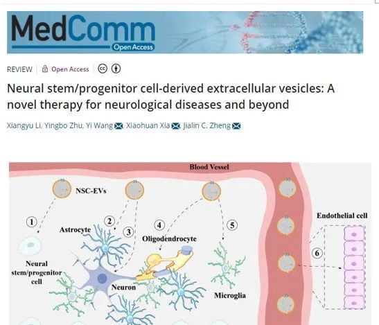神經干細胞外泌體調控中樞神經系統(tǒng)中不同細胞功能 神經干細胞外泌體調控中樞神經系統(tǒng)中不同細胞功能