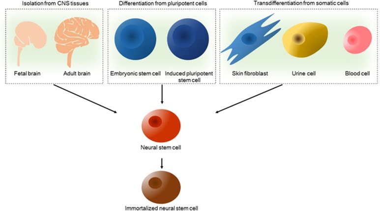 神經(jīng)干細胞的來源 圖2:神經(jīng)干細胞的來源