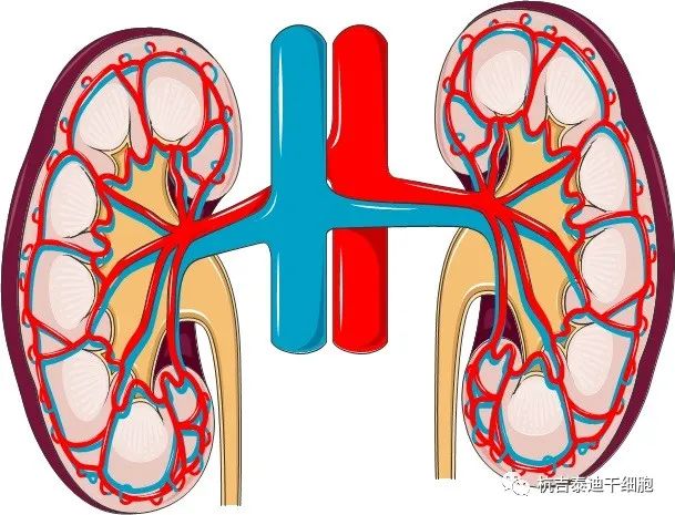 腎臟疾病：干細胞療法如何對其提供幫助？