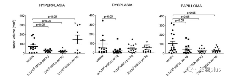 3?低劑量全身施用同種異體間充質干細胞預防腫瘤生長