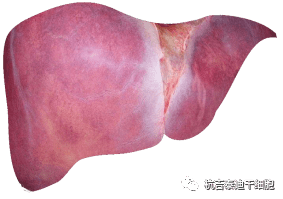 干細(xì)胞如何治療慢性肝?。? class=