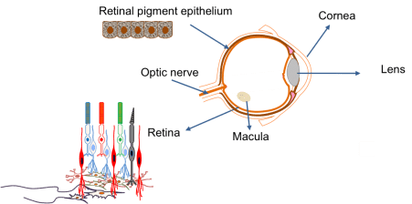 眼睛:?由不同細胞類型層組成的復(fù)雜器官