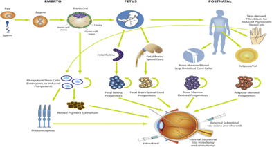 不同類型干細(xì)胞的表現(xiàn)及其到達(dá)視網(wǎng)膜