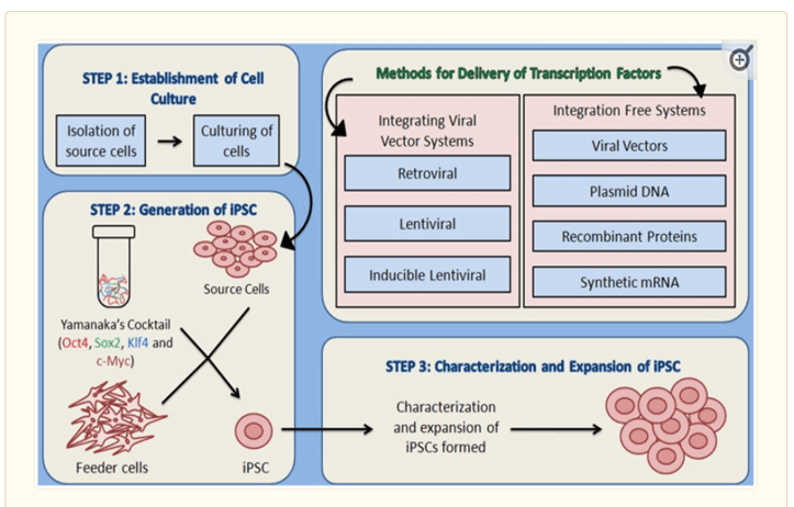 圖2:iPSC的生成過(guò)程
