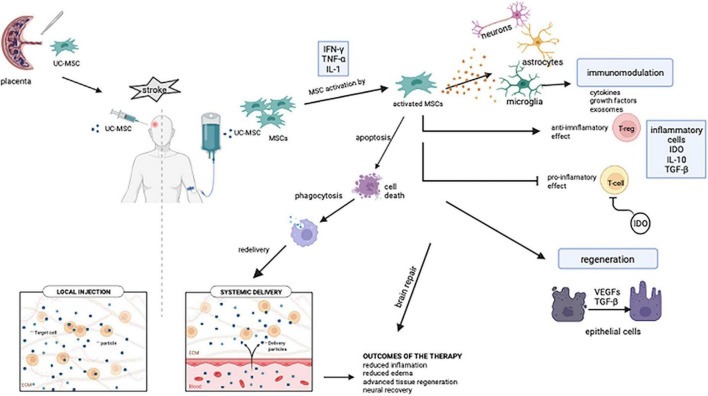 圖1:靜脈內(nèi)間充質(zhì)干細(xì)胞介導(dǎo)的免疫調(diào)節(jié)和組織恢復(fù)的潛在機制 圖1:靜脈內(nèi)間充質(zhì)干細(xì)胞介導(dǎo)的免疫調(diào)節(jié)和組織恢復(fù)的潛在機制