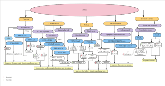 圖1：MSCs在個體靶組織或細胞中調節(jié)不同的信號通路，進而調節(jié)細胞因子的分泌水平，最終改善靶組織的功能和結構。