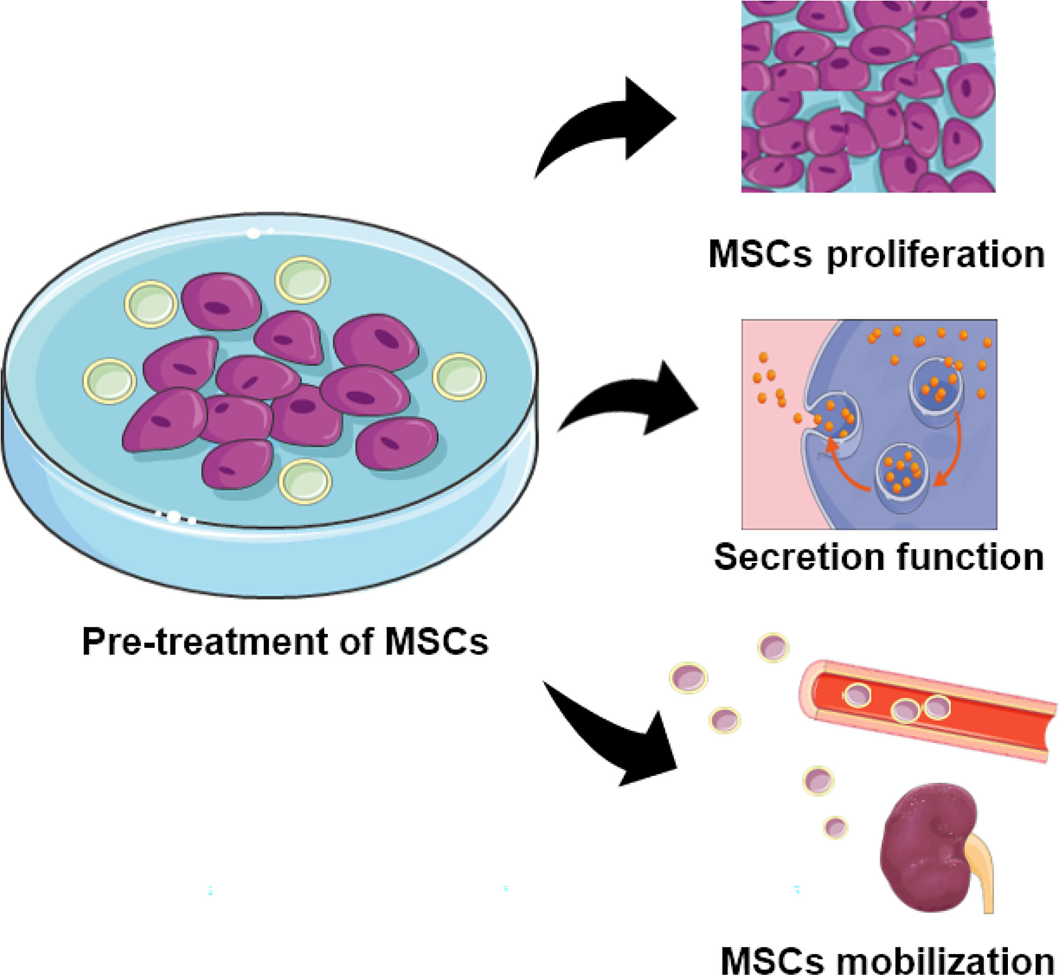 圖2：用特定物質(zhì)預(yù)處理的MSCs的功能。預(yù)處理的MSC表現(xiàn)出增強(qiáng)的增殖、分泌和定位能力