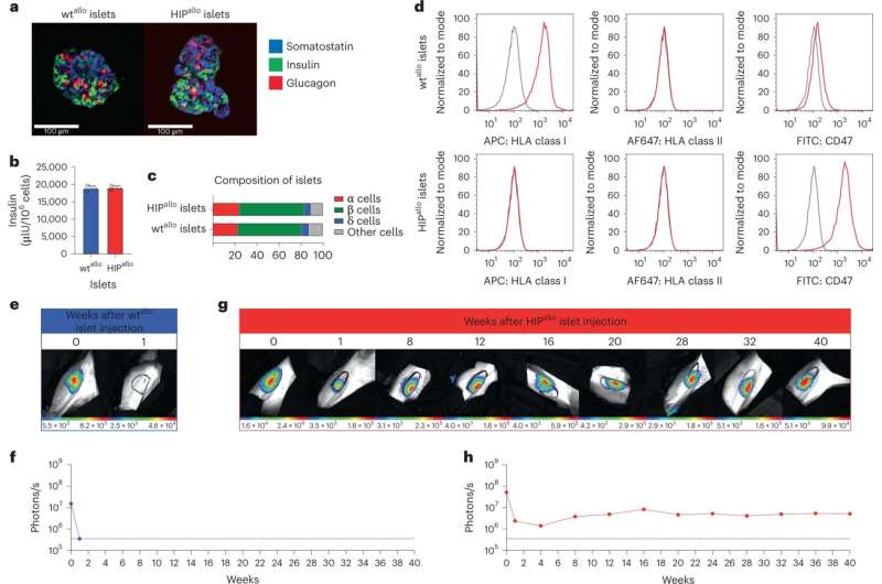 同種異體HIP胰島實現(xiàn)長期存活。