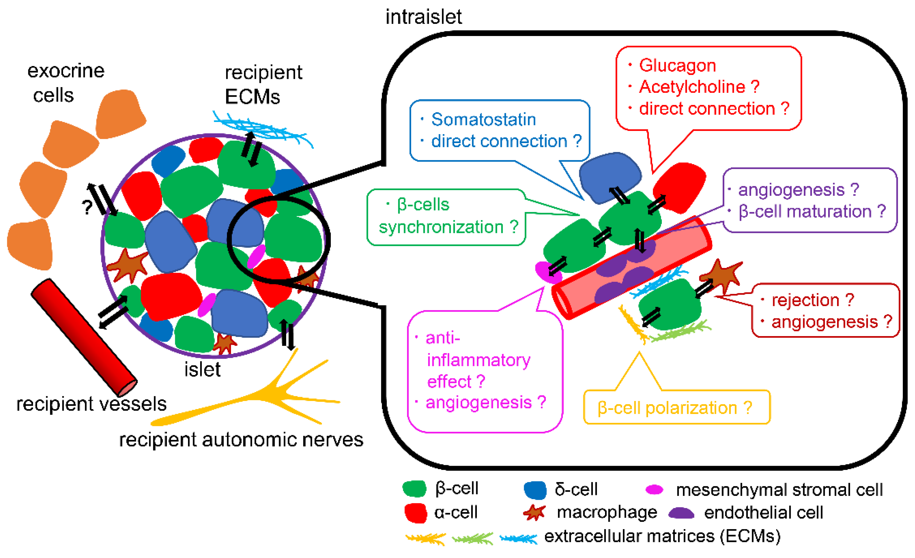 圖3.?胰島微環(huán)境示意圖 圖3.?胰島微環(huán)境示意圖