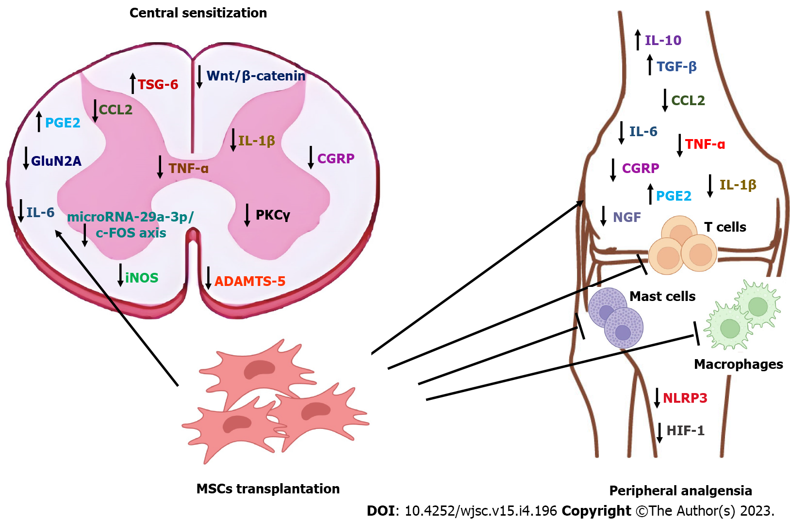 圖1：圖解總結了間充質干細胞在骨關節(jié)炎中的已證實和預期鎮(zhèn)痛機制。