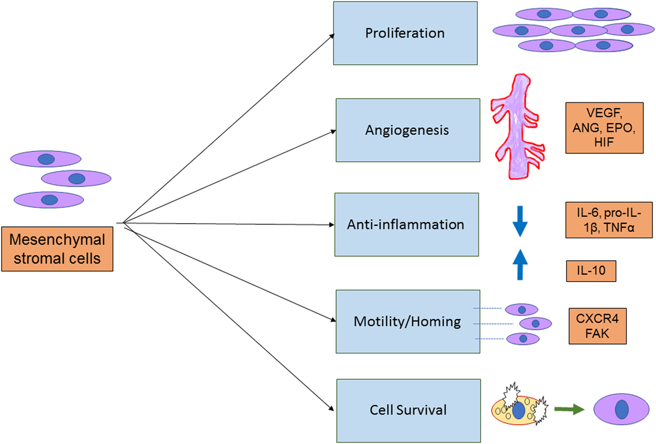 圖3：間充質(zhì)干細胞的治療作用