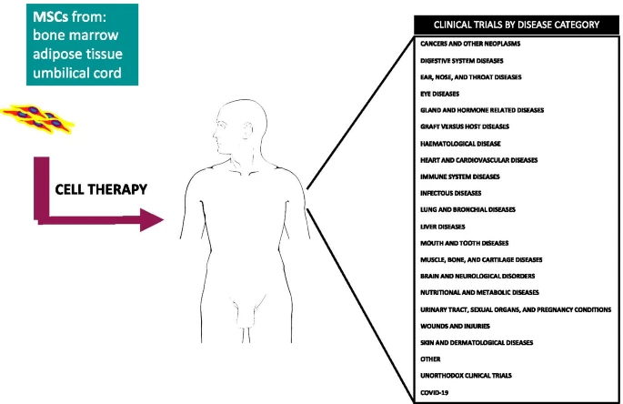 間充質(zhì)干細(xì)胞的臨床試驗呈指數(shù)增長：近六年來進展如何？