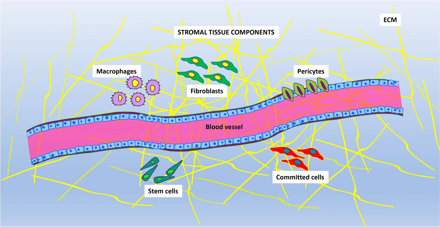 圖片顯示存在于基質(zhì)組織中的主要成分。不同的細(xì)胞表型與血管和細(xì)胞外基質(zhì) (ECM) 成分混合在一起。主要的細(xì)胞類型是：巨噬細(xì)胞、成纖維細(xì)胞、周細(xì)胞、定向細(xì)胞和干細(xì)胞