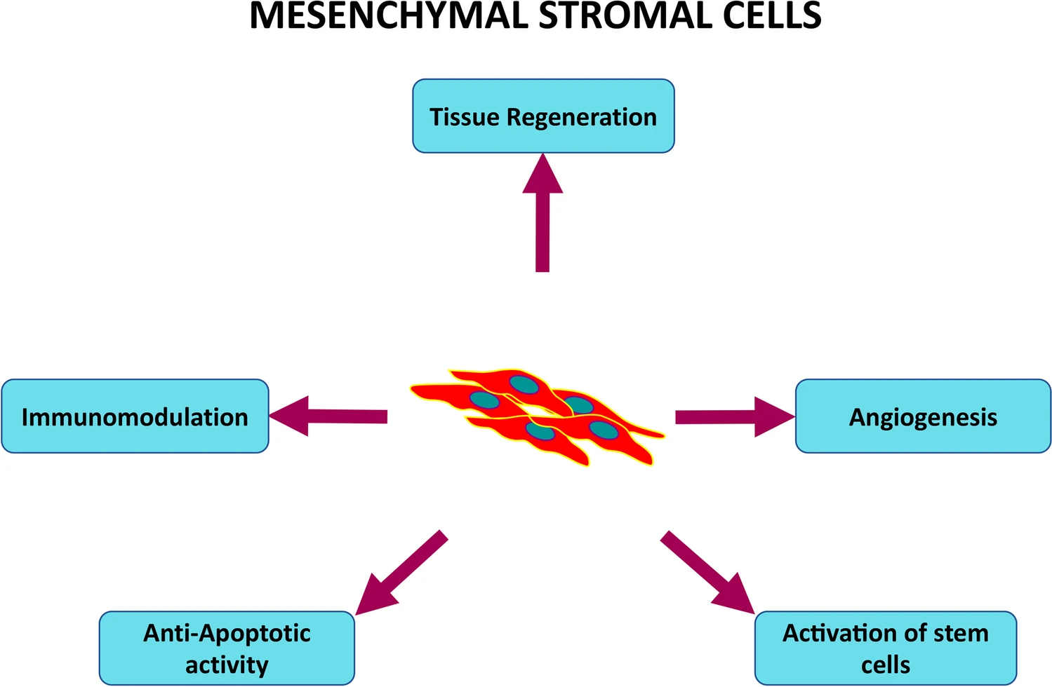 MSC在細(xì)胞治療中的作用機制總結(jié)