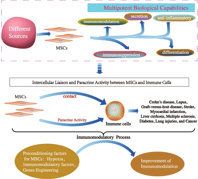 間充質(zhì)干細胞的免疫調(diào)節(jié)機制和治療潛力
