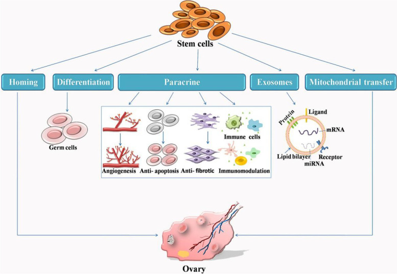 干細(xì)胞治療原發(fā)性卵巢功能不全的機(jī)制 干細(xì)胞治療原發(fā)性卵巢功能不全的機(jī)制