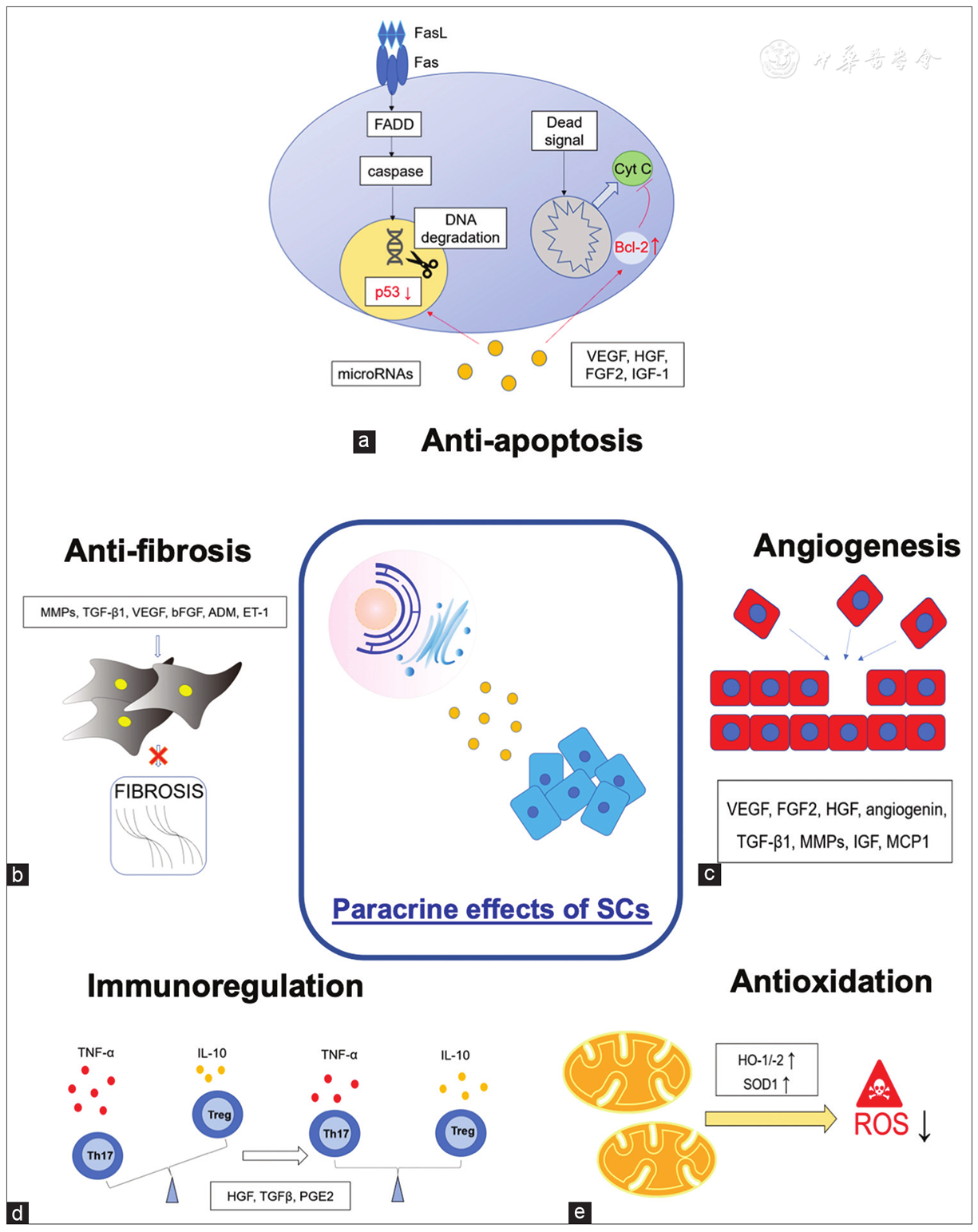 圖3：干細胞療法中涉及的旁分泌機制。