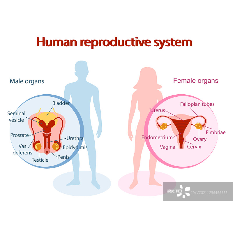 生殖學(xué)中的干細(xì)胞療法 生殖學(xué)中的干細(xì)胞療法