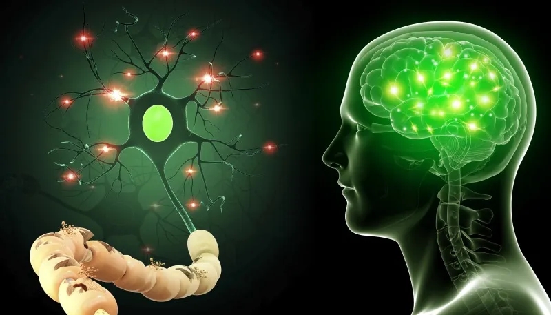 用于神經(jīng)系統(tǒng)疾病的干細胞 用于神經(jīng)系統(tǒng)疾病的干細胞