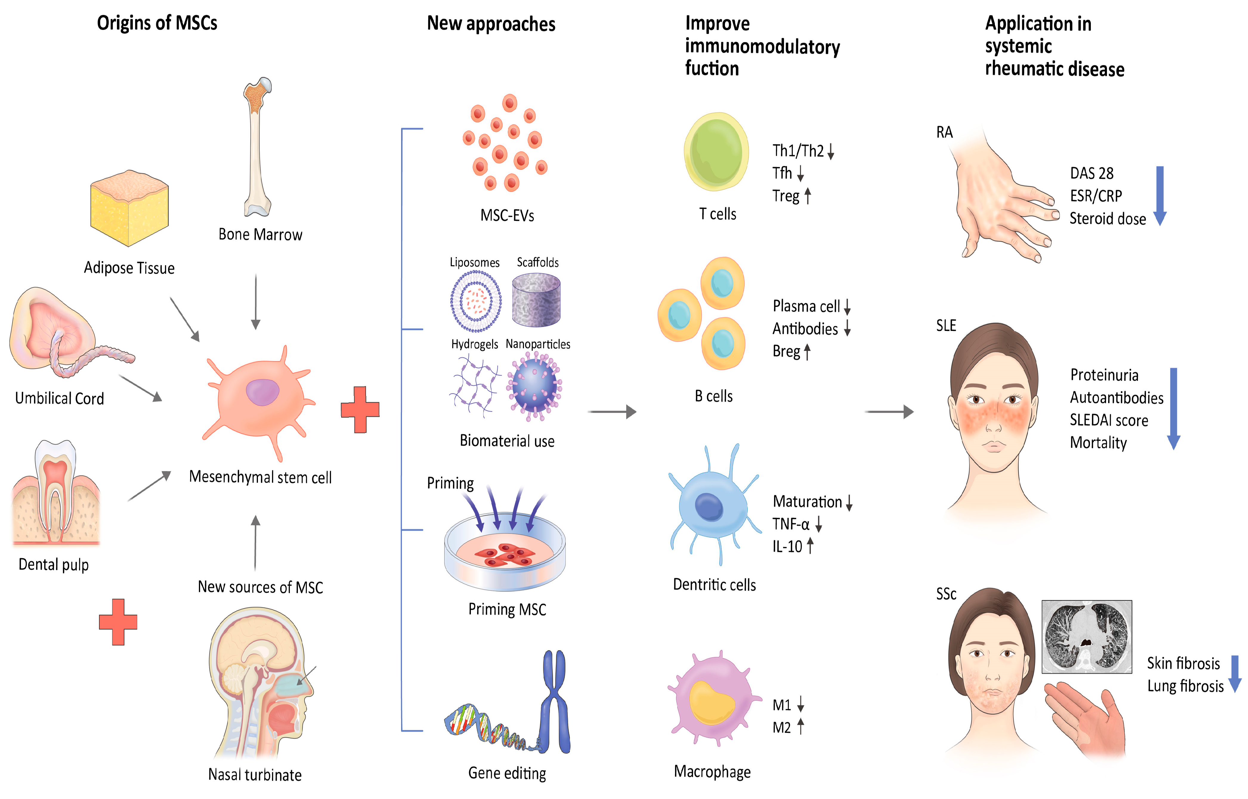 圖1：應(yīng)對(duì)間充質(zhì)干細(xì)胞治療風(fēng)濕性疾病挑戰(zhàn)的新策略