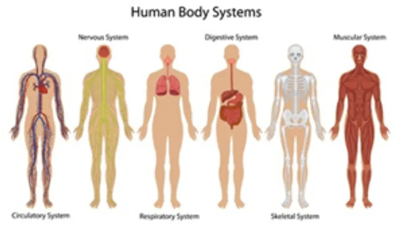 人體系統(tǒng) 人體系統(tǒng)