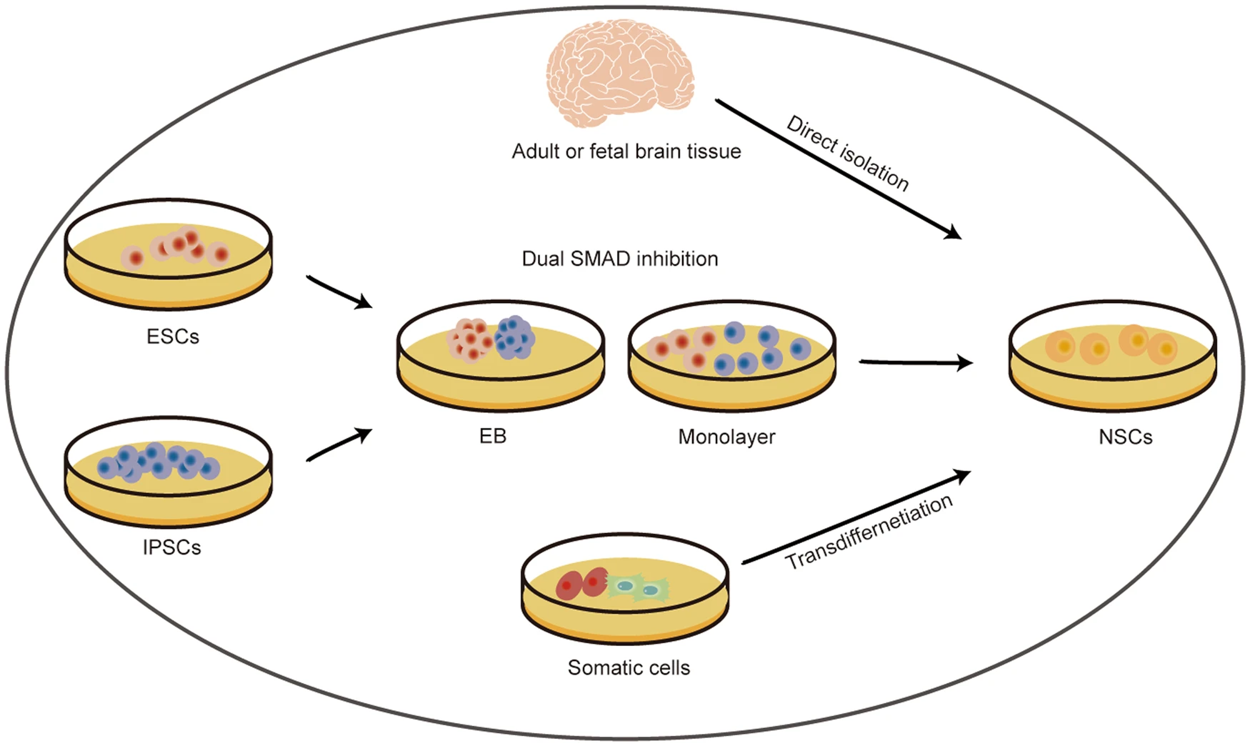 圖2：神經(jīng)干細胞的來源