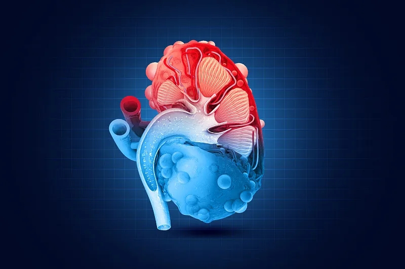 間充質(zhì)干細(xì)胞在治療腎臟疾病中的應(yīng)用進(jìn)展 間充質(zhì)干細(xì)胞在治療腎臟疾病中的應(yīng)用進(jìn)展