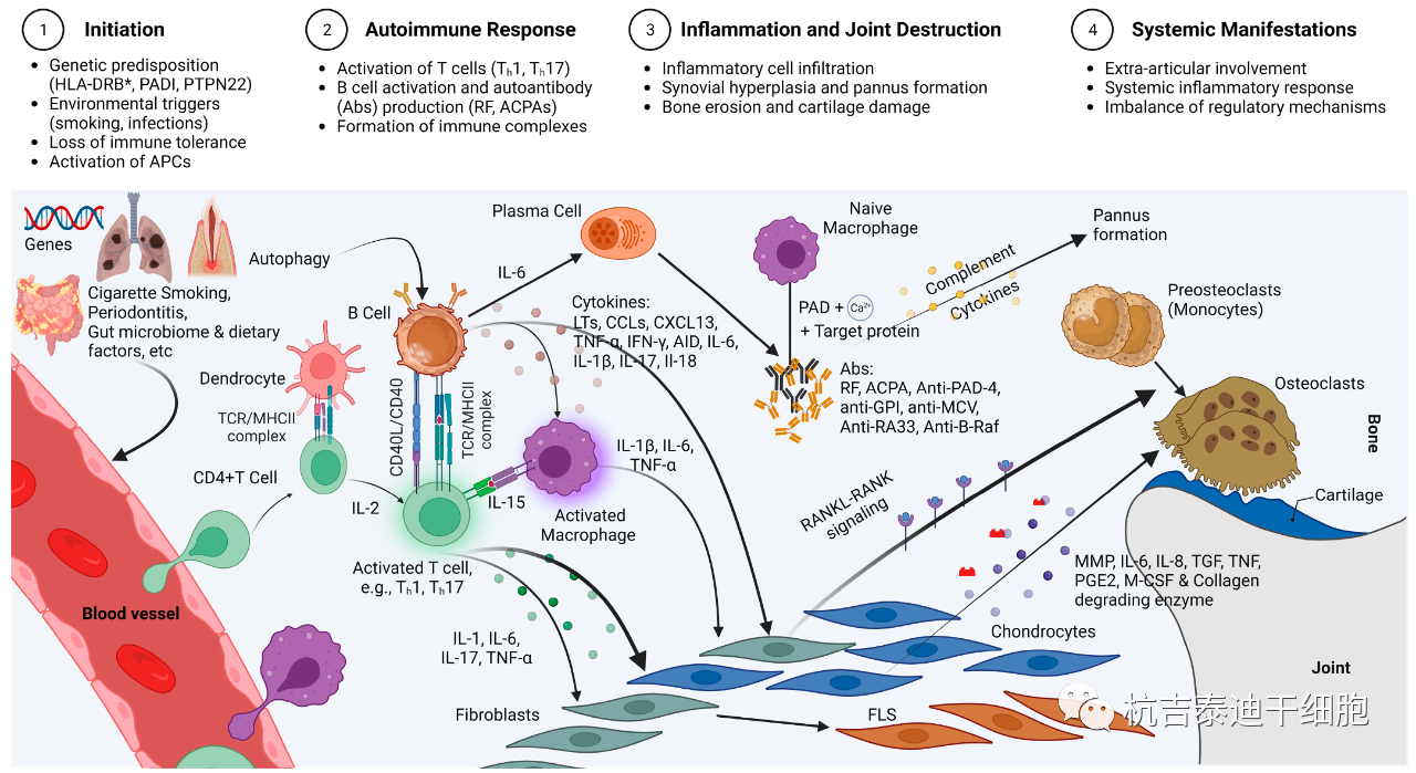 圖1：RA的免疫發(fā)病機(jī)制示意圖，強(qiáng)調(diào)了在RA發(fā)展中發(fā)揮關(guān)鍵作用的各種細(xì)胞和分子因素的復(fù)雜相互作用。